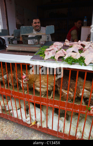 Blocage de poulet à un marché de rue dans les vieux quartiers de la Médina Marrakech Maroc central en Afrique du Nord Banque D'Images