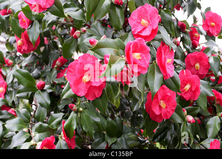 Fleurs Camelia capturés dans le jardin arrière de la maison du photographe dans la région de Acton Burnell, Shropshire, Angleterre. Banque D'Images