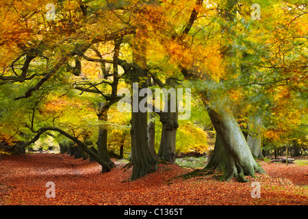 D'Automne à Berkhamsted Breezy forestiers communs Banque D'Images