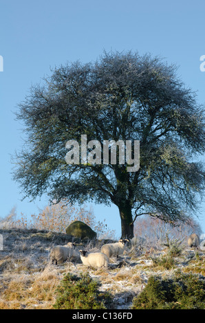 Petit rassemblement de moutons sous un arbre de chêne à maturité dans des conditions d'hiver enneigé Banque D'Images