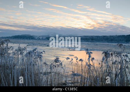 La réserve naturelle de Caerlaverock et roseaux givré à l'échelle de l'estuaire de la rivière Nith au coucher du soleil dans des conditions hivernales très profond Banque D'Images