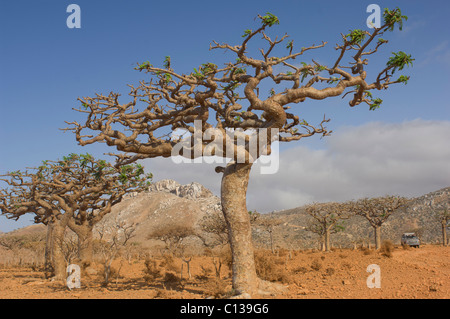 Socotran Arbres d'encens (Boswellia socotrana) au Plateau Homhil terrain obstrué ils se bougent, Socotra, au Yémen Banque D'Images