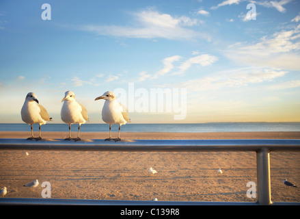 USA, New York City, Coney Island, trois mouettes perchées sur rambarde Banque D'Images