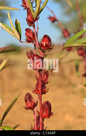 Les fleurs rouges de l'usine de Roselle, utilisé pour faire du jus de bissap. Pays Dogon, au Mali. Banque D'Images