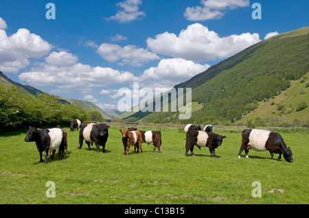 Domaine de bovins à ceinture Banque D'Images