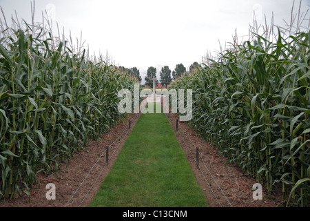 Voie menant à la CSGC La Belle Alliance cimetière près de Boezinge, (près de Ieper (Ypres)), Belgique. Banque D'Images