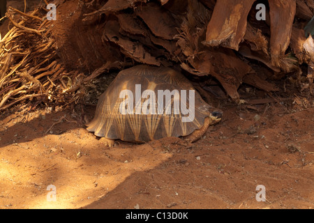 Astrochely Tortue rayonnée (Geochelone radiata). Le sud de Madagascar. À l'ombre dans la chaleur du jour. Endémique. Banque D'Images