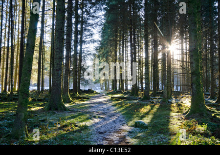 Grâce à Sun Streaming plantation de conifères matures en cas de gel Banque D'Images