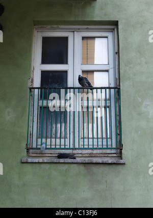 Pigeon perché sur un balcon chambre dans la ville de Copenhagen Danemark Banque D'Images