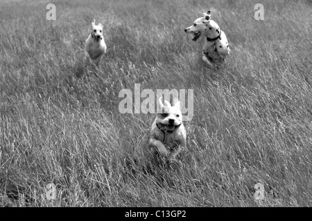 Trois chiens qui courent à travers l'herbe haute Banque D'Images