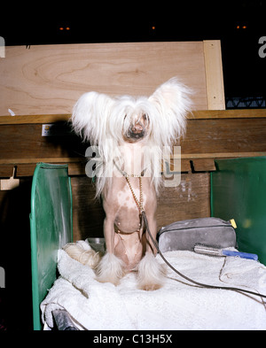 Un chien chinois à crête lors d'une exposition canine Banque D'Images