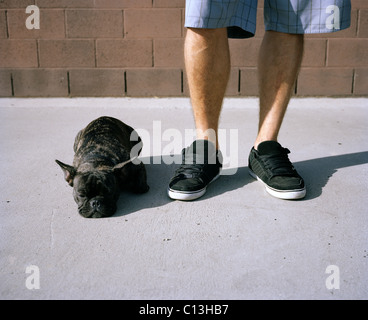 Un bouledogue français qui tient à son pieds du propriétaire Banque D'Images