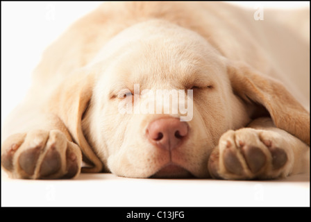 Studio portrait of Yellow Labrador Retriever Banque D'Images