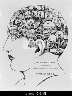 'Le chef symbolique, illustrant toutes les Phrenological développements de la tête humaine, a été créé par le leader américain phrenologists frères, Niles Fowler (1811-1896) et Orson Squire Fowler (1809-1887). Banque D'Images