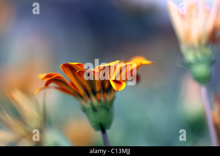 Gazania jaune orange Banque D'Images