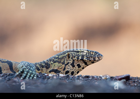 Moniteur du Nil (Varanus Nilotictus). Dans une rivière. Banque D'Images