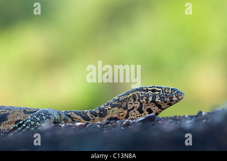 Moniteur du Nil (Varanus Nilotictus). Dans une rivière. Banque D'Images