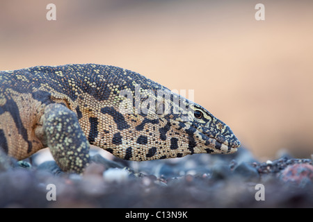 Moniteur du Nil (Varanus Nilotictus). Dans un lit, gros plan, contrarié. Banque D'Images