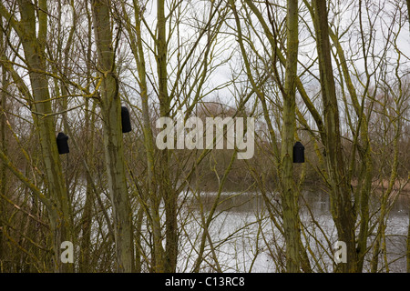 Pour chauves in situ dans les saules le long du bord de l'ancienne gravière. Banque D'Images