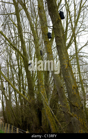 Pour chauves in situ dans les saules le long du bord d'une ancienne carrière de gravier. Banque D'Images