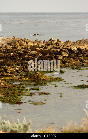 Personne explorer flaques le long du littoral rocheux de la baie de Monterey à Pacific Grove, Californie Banque D'Images