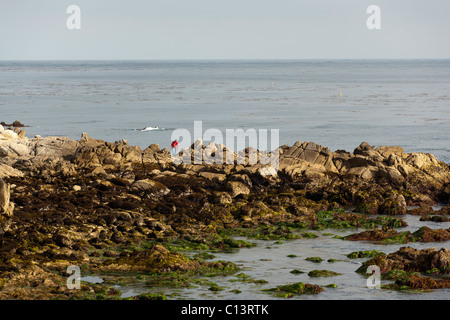 Personne explorer flaques le long du littoral rocheux de la baie de Monterey à Pacific Grove, Californie Banque D'Images