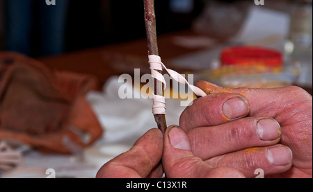 Ce stock photo montre un gros plan de mains montrant comment greffer un arbre en la fixant avec un élastique. Banque D'Images