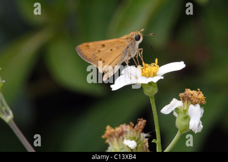 Papillon hylephila phyleus Fiery Skipper Banque D'Images