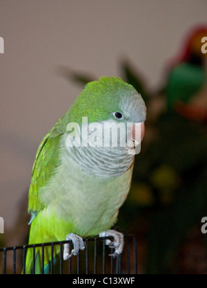 Ce vertical image est un animal oiseau perroquet quaker vert. Il est assis sur une partie de sa cage avec ses plumes ébouriffées légèrement Banque D'Images