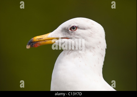 Un portrait d'un Goéland argenté (Larus argentatus ) au Royaume-Uni Banque D'Images