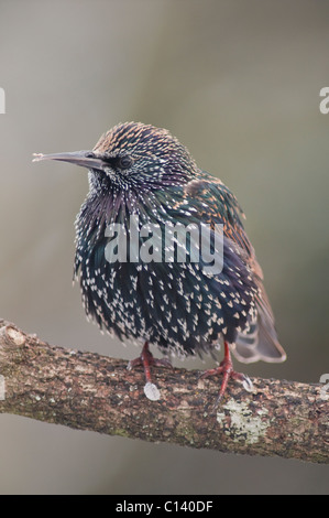 Un Étourneau sansonnet (Sturnus vulgaris) montrant clairement un bec déformé sur une branche dans un jardin Banque D'Images