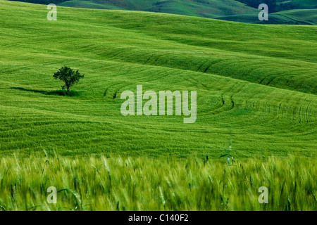 Arbre isolé dans la campagne toscane, près de San Quirico Val d'Orcia, Toscane Italie Banque D'Images