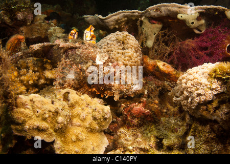 (Scorpaenopsis oxycephala poisson scorpion à pampilles) sur un récif de coraux tropicaux dans le Détroit de Lembeh, au nord de Sulawesi en Indonésie. Banque D'Images