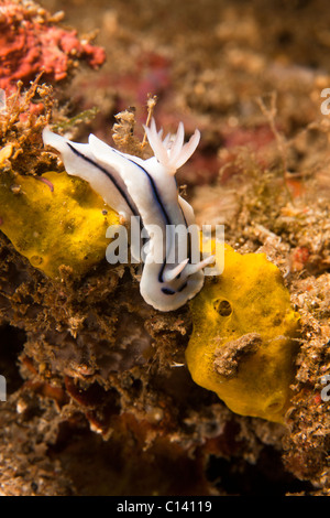 Nudibranche (Chromodoris lochi) sur un récif de coraux tropicaux dans le Détroit de Lembeh, au nord de Sulawesi en Indonésie. Banque D'Images