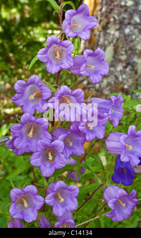 Ce vertical image est violet clair Canterbury Bell fleurs (Campanula medium) croissant dans un jardin d'été. Belle en forme de cloche Banque D'Images