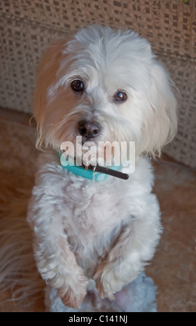 Cette image montre un stock vertical blanc Coton de Tuléar chien debout sur ses pattes, c'est la mendicité à droite dans l'appareil photo. Banque D'Images