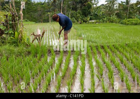 Homme cultivant du riz dans une paddy près d'Ubud, à Bali en Indonésie Banque D'Images