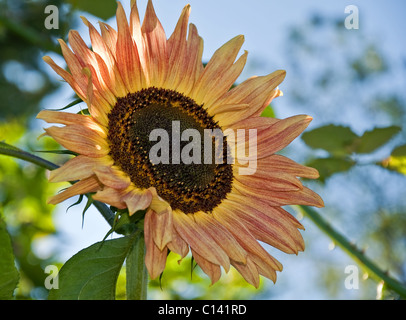 Cette image est un gros plan d'une pêche et de couleur terre cuite tournesol, qui est un hybride très inhabituelle. Banque D'Images