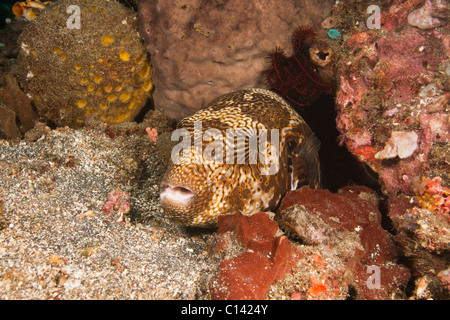 Site Puffer (Arothron mappa) sur un récif de coraux tropicaux dans le Détroit de Lembeh, au nord de Sulawesi en Indonésie. Banque D'Images