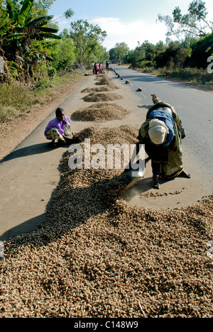 Le séchage de l'ARACHIDE SUR LA ROUTE TAMILNADU Banque D'Images