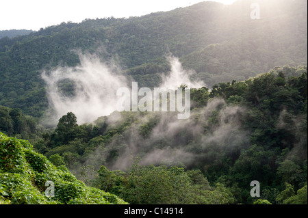 Forêt amazonienne, jungle, brume, la cime des arbres, forêt Banque D'Images