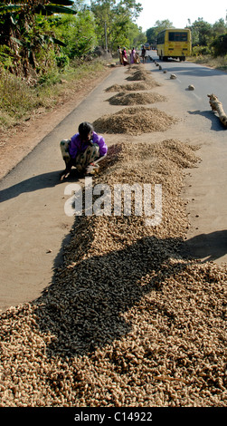 Le séchage de l'ARACHIDE SUR LA ROUTE TAMILNADU Banque D'Images