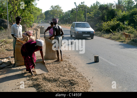 Le séchage de l'ARACHIDE SUR LA ROUTE TAMILNADU Banque D'Images