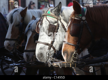 Cheval et calèches dans l'ombre et la lumière, attendent les touristes, Salzbourg, Autriche Banque D'Images