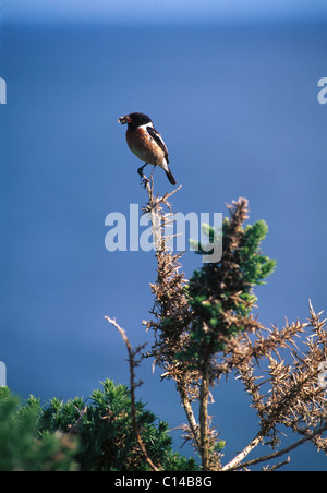 Stonechat mâle est perché sur l'ajonc bush avec les insectes dans son bec Banque D'Images