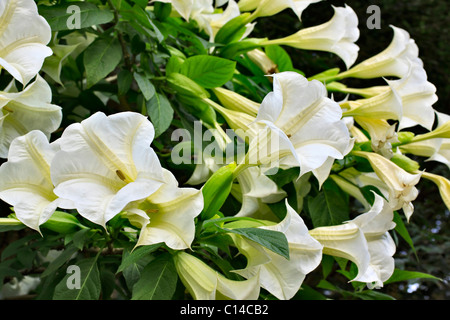 Close-up de l'arbuste Brugmansia. La fleur est communément connu sous le nom de Angel's Trumpet. Famille : Solanaceae, Genre : Brugmansia Banque D'Images