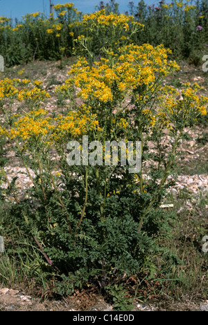 Séneçon jacobée (Senecio jacobaea) floraison des plantes sur wasteland Banque D'Images