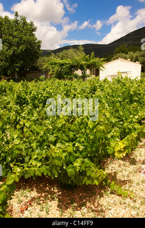 De rares Robola de Céphalonie, vignobles, îles Ioniennes, Grèce. Banque D'Images