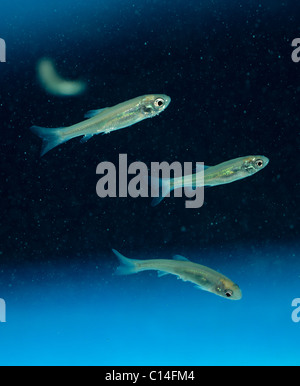 Tête-de-boule (Pimephales promelas) poisson utilisé dans les études écologiques Banque D'Images