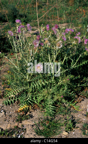 Galactites tomentosa, une floraison et l'ensemencement sur wasteground chardon Banque D'Images